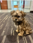  Lulubelle